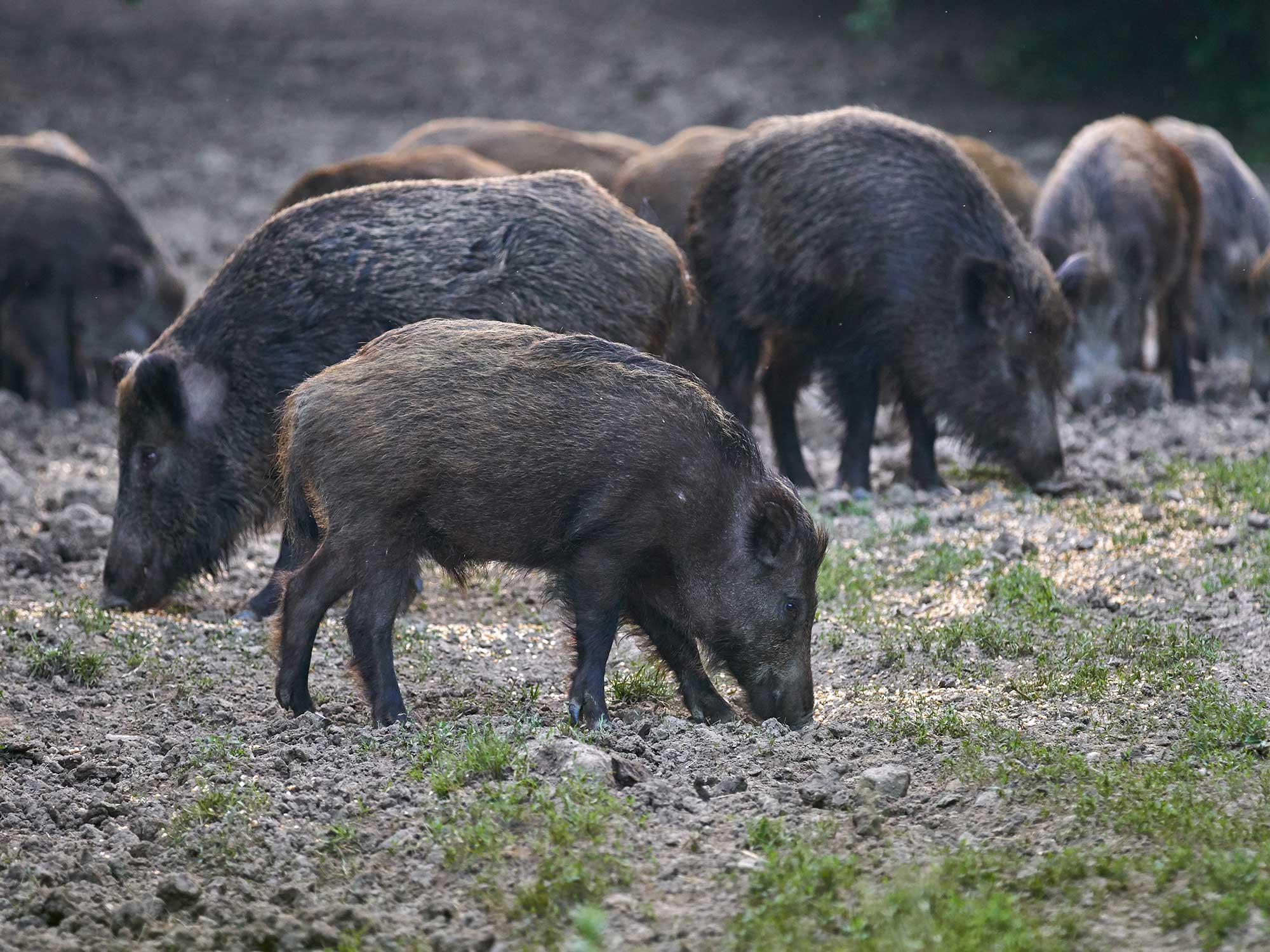 Returning wolves incessantly is the reply to Rome’s feral hog dispute