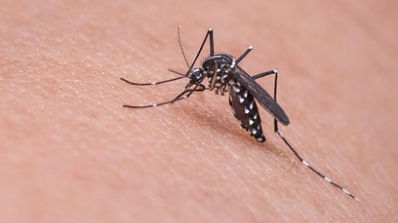 Onset of monsoon triggers fear of vector-borne illnesses in Hyderabad