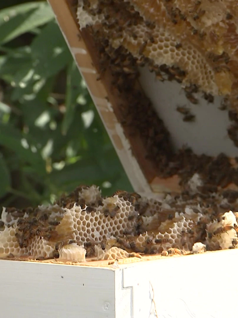 ‘Rather more unhealthy’: Why thousands of bees are being eradicated in NSW