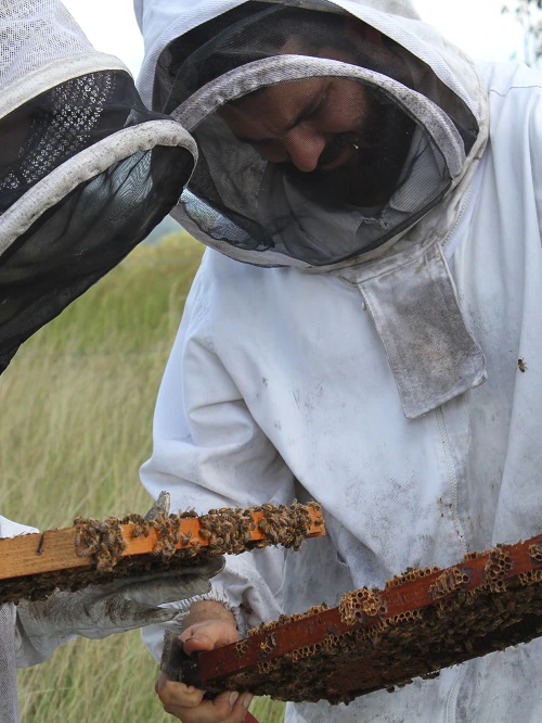 Couple pushes to breed a ‘resilient bee that goes to continue to exist us’