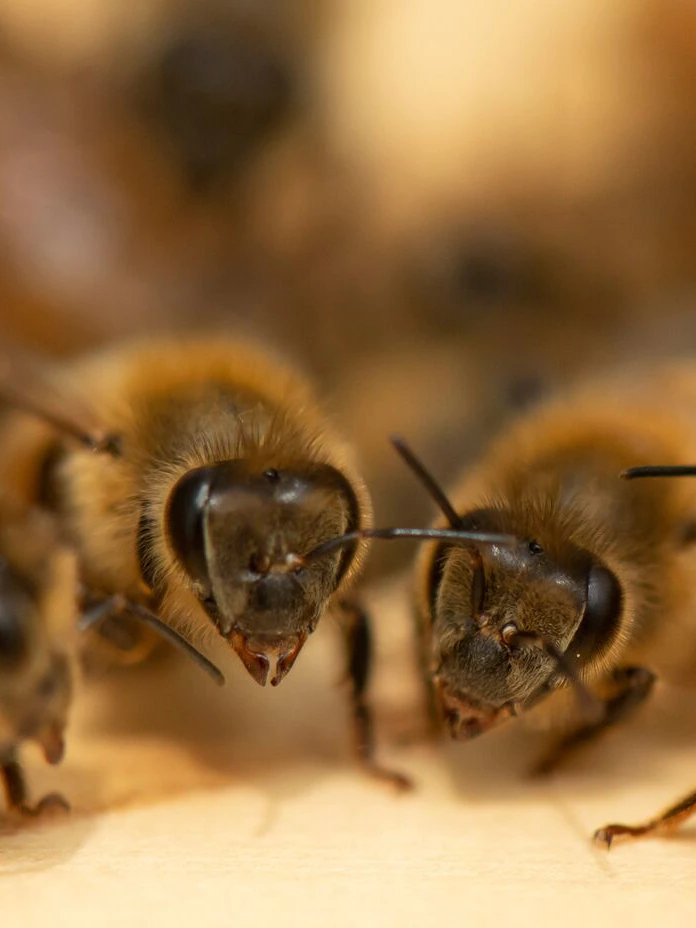 ‘All my hives will probably be eradicated’: Beekeeper heartbreak as NSW imposes emergency biosecurity measures