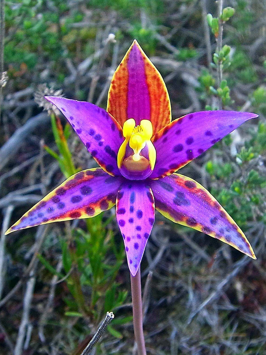 One of many realm’s rarest flora has been sighted on Western Australia’s south fly