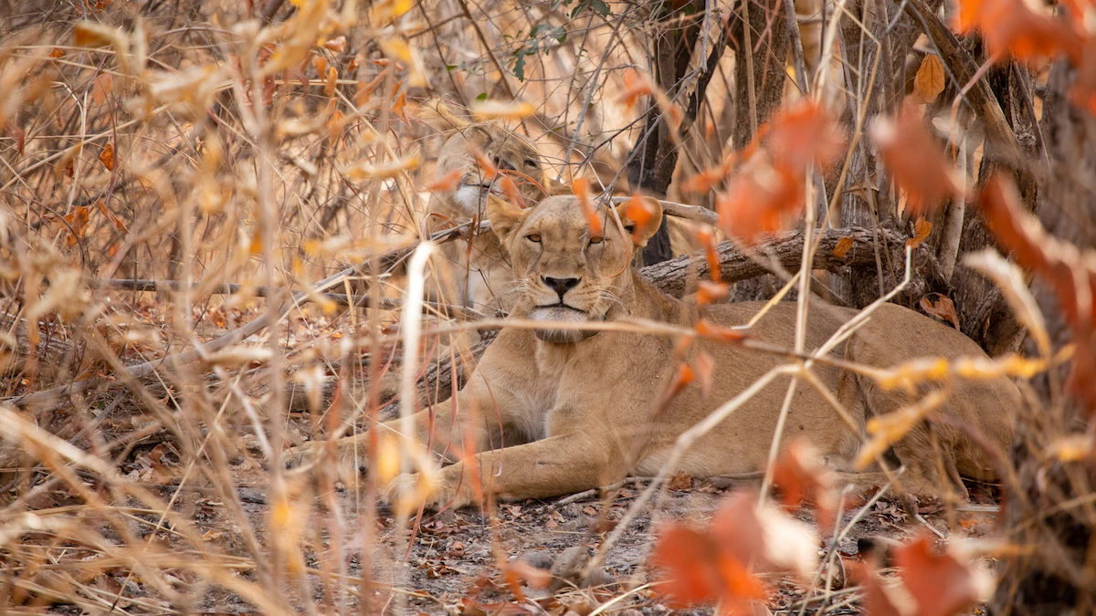 Inside of the urge to attach West Africa’s endangered lions