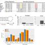 Understanding reveals sequence and structural divergence in strawberry mitogenomes