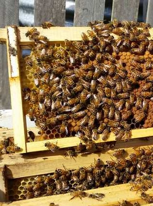 Authorities delivery destroying a total bunch of beehives in recount to manipulate deadly parasite