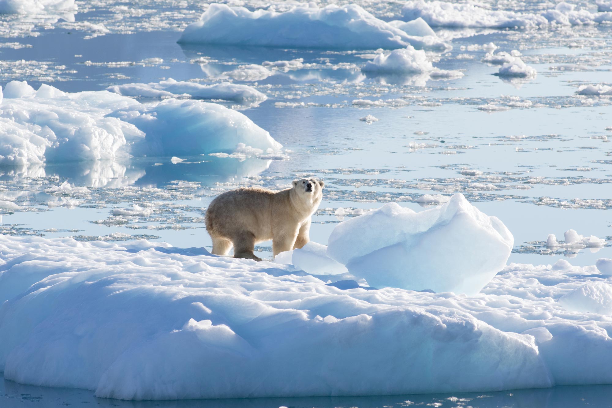 Peculiar Subpopulation of Greenland Polar Bears Found by NASA-Funded Researchers