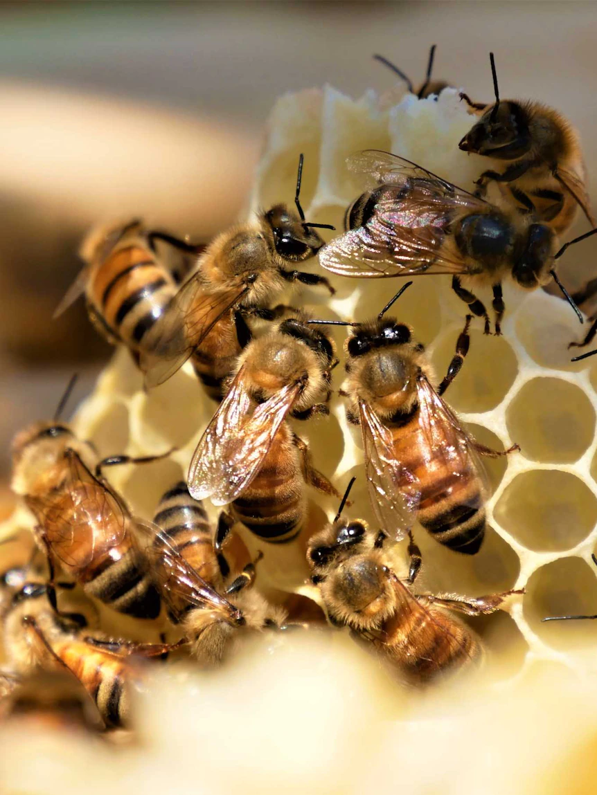 600 hives destroyed as varroa mite purple zones are added, plans to attempt feral bee populations