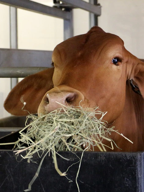 Australian seaweed touted to diminish cattle emissions by 90 per cent hits the market