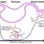 Many drugs can not withstand abdominal acid. A new transport manner would maybe well well also lead to extra helpful drugs