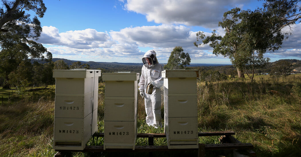 To Keep Its Honey Alternate, Australia Is Killing Bees by the Thousands and thousands – The Current York Instances