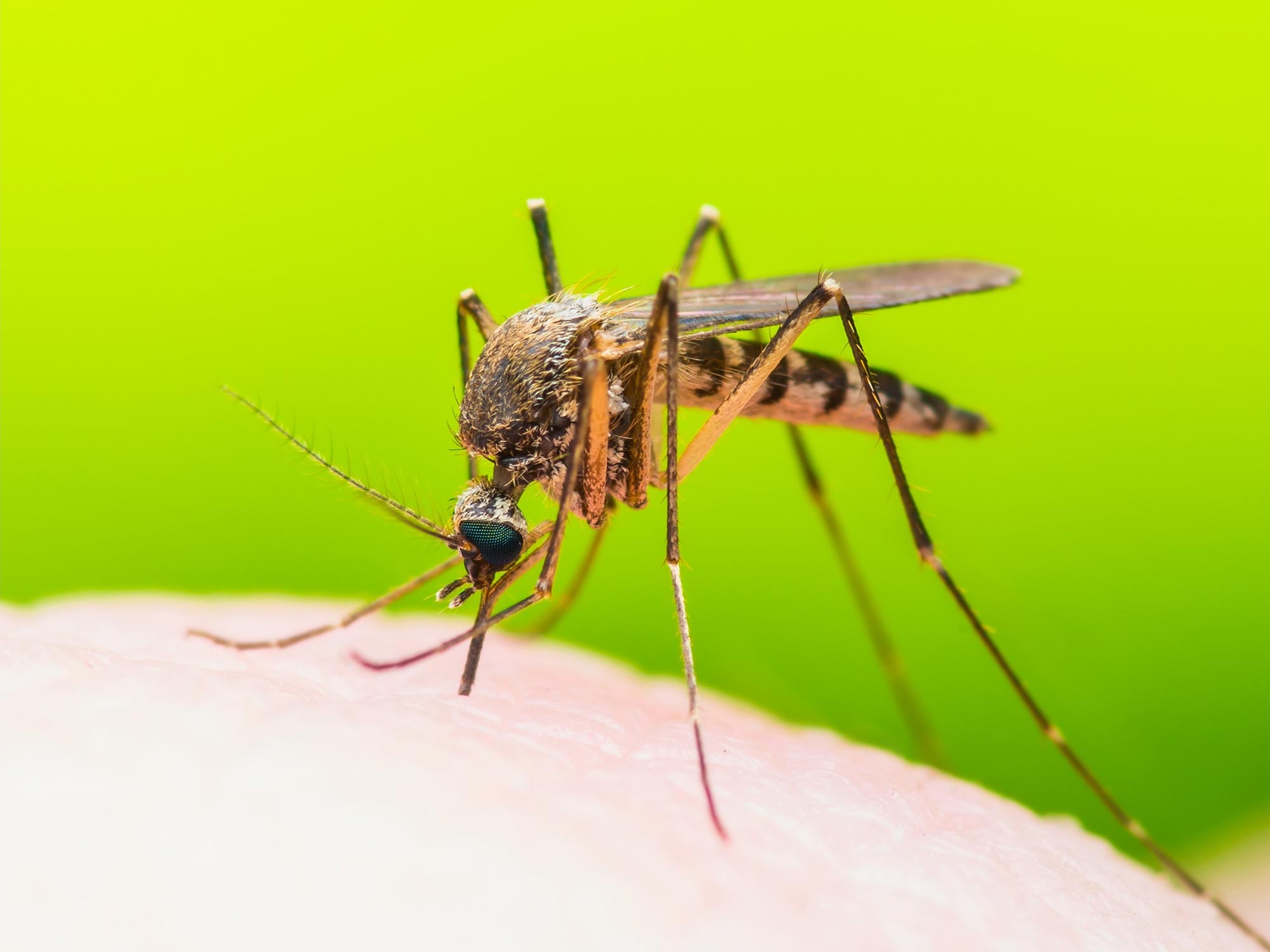 Some Viruses Design You Odor Tastier to Mosquitoes – Rising the Unfold of Illness