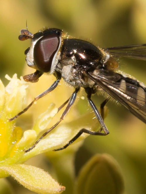 There may be a rising buzz around blowflies’ pollination credentials