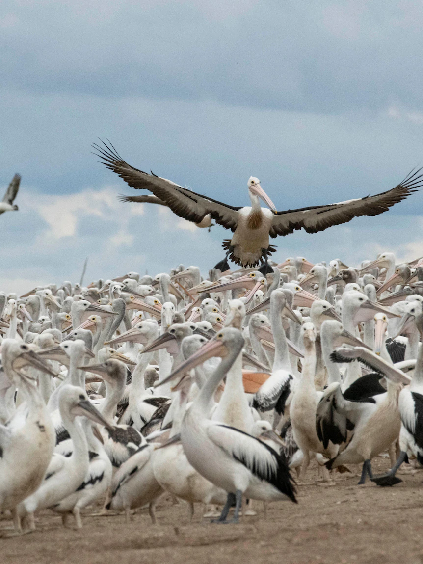 Birds thriving in the moist — but drought ‘like death and taxes’