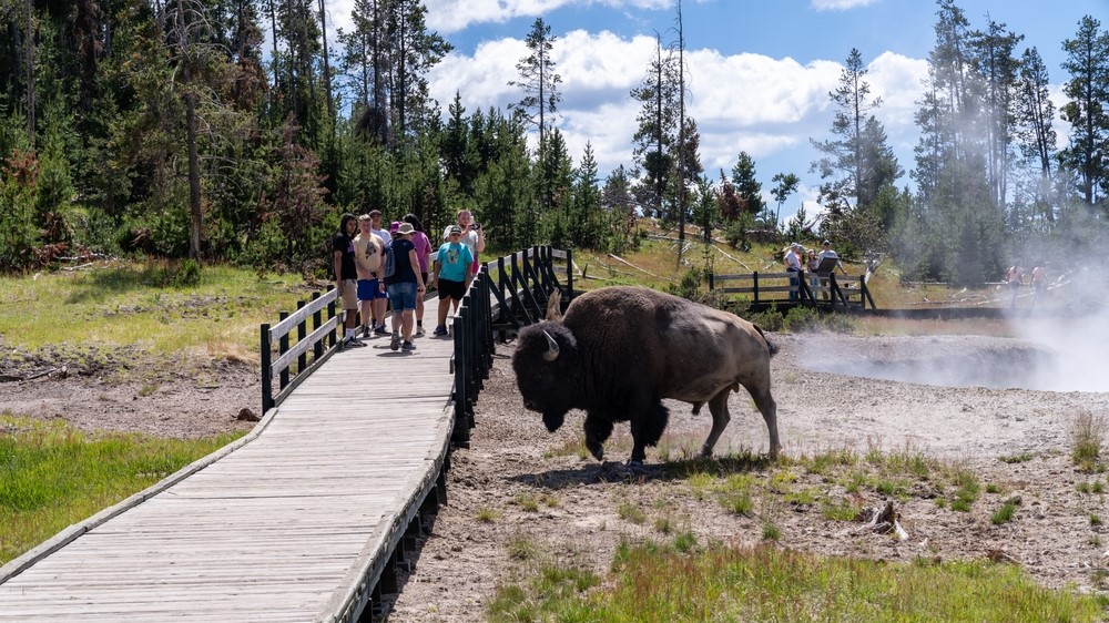 Three other folks gored by bison in a month at Yellowstone National Park. Why dwell these assaults happen?