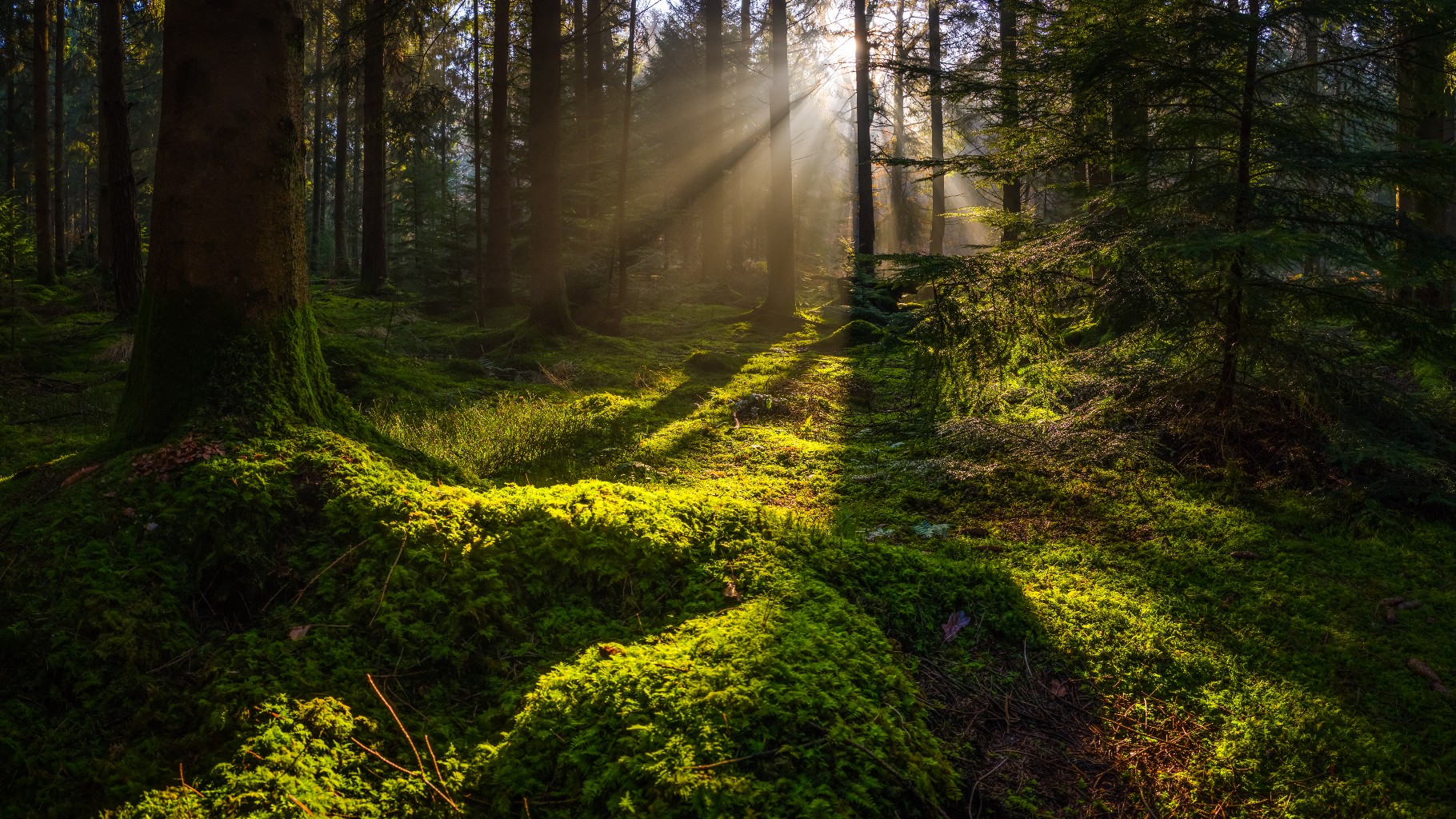 When did Earth’s first forests emerge?