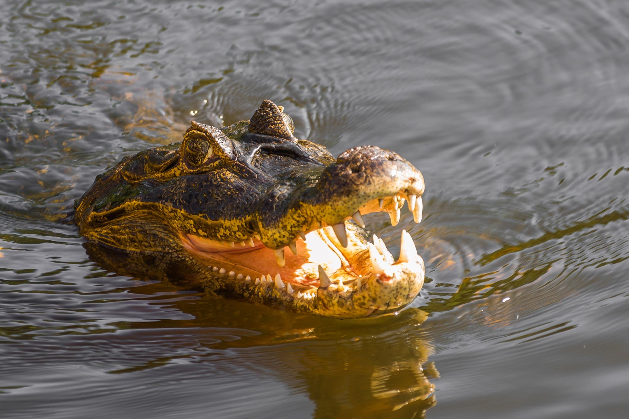 Pressing Toughen Significant: One in Five Reptile Species Face Extinction