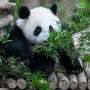 Fossil discovery solves thriller of how pandas grew to change into vegetarian