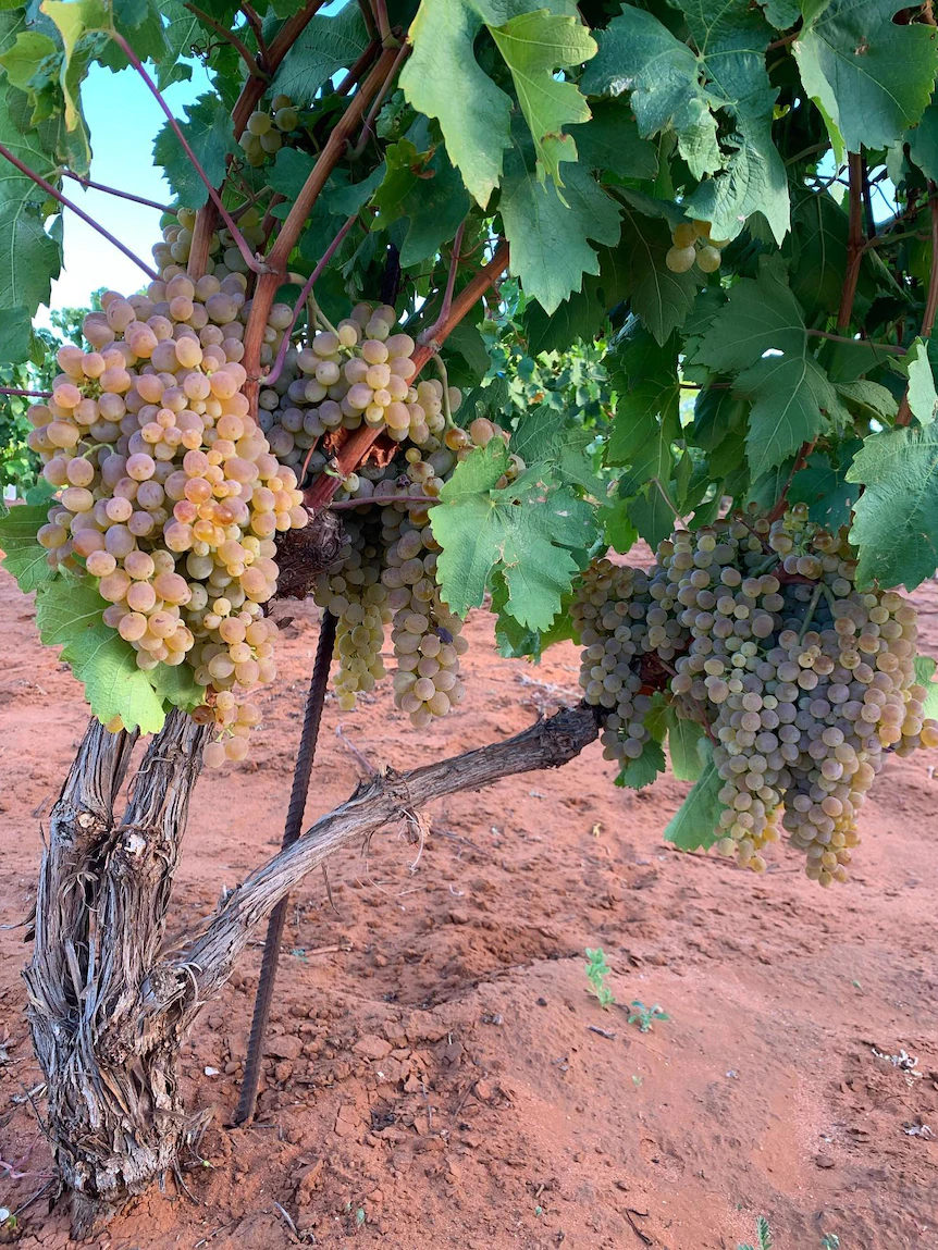 Winemaker releases experimental bush block classic produced beneath microscopic rainfall, no trellis