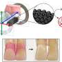 Shapeshifting microrobots can brush and floss teeth