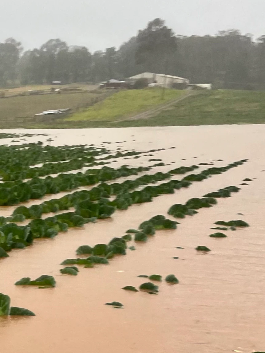 Fresh food tag wretchedness region to proceed as vegetation ‘wiped out’ in Sydney flood catastrophe