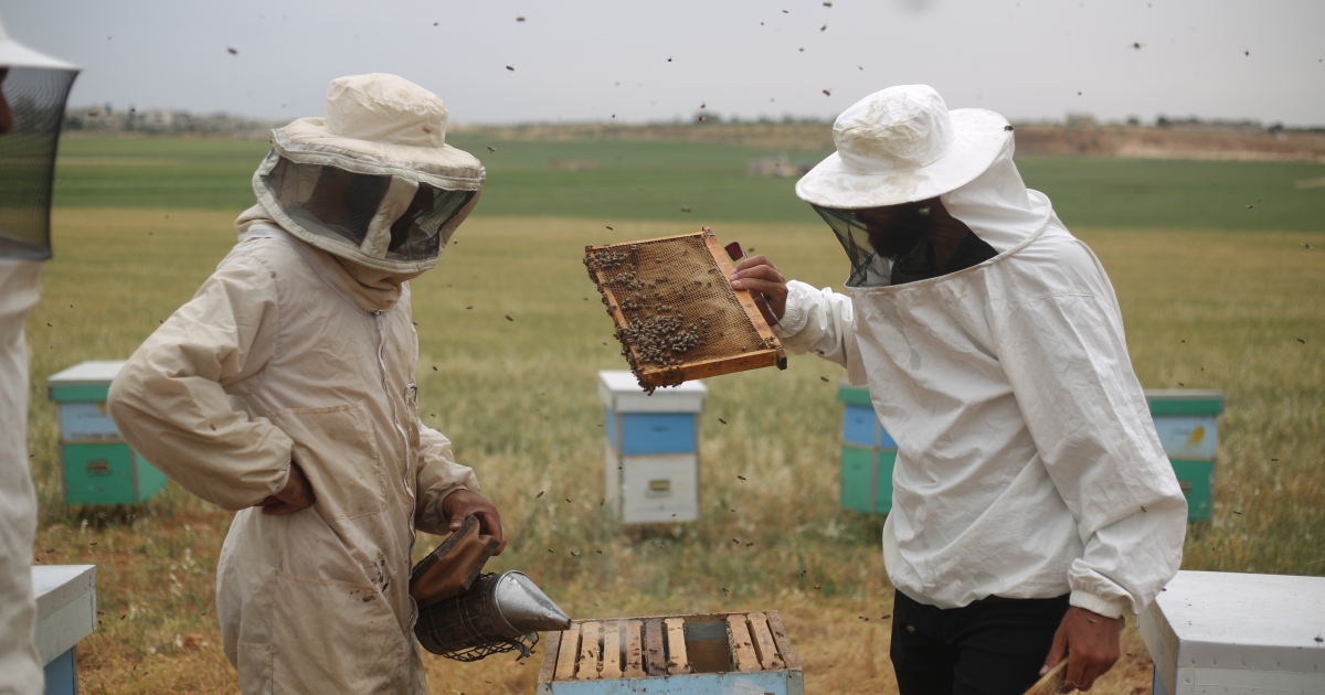 Climate substitute and battle ship Syria’s bees extra afield