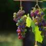 Delaying grapes from ripening outcomes in extra flavorsome wine