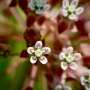 Citizen scientists from 200 years ago and this present day lend a hand shed gentle on native climate substitute traits