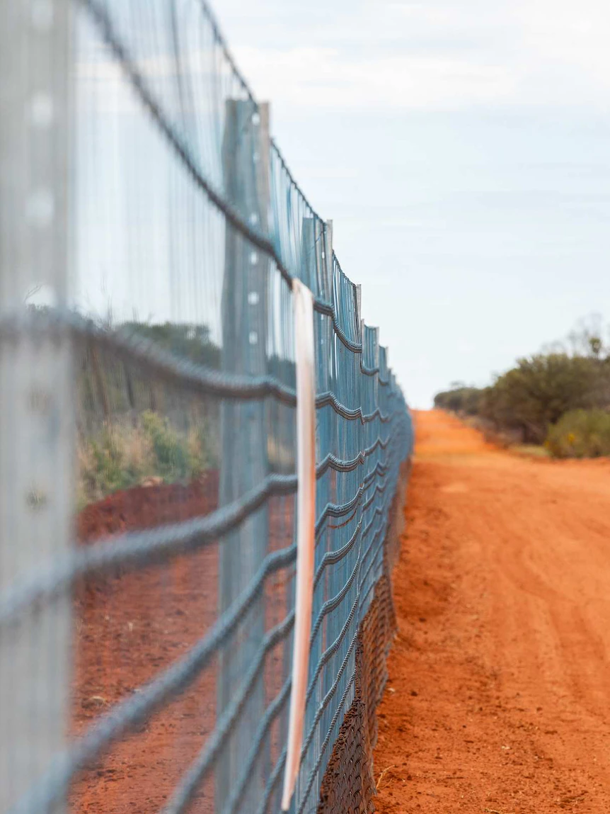 Notion to lengthen wild dog fence around most of NSW delayed again