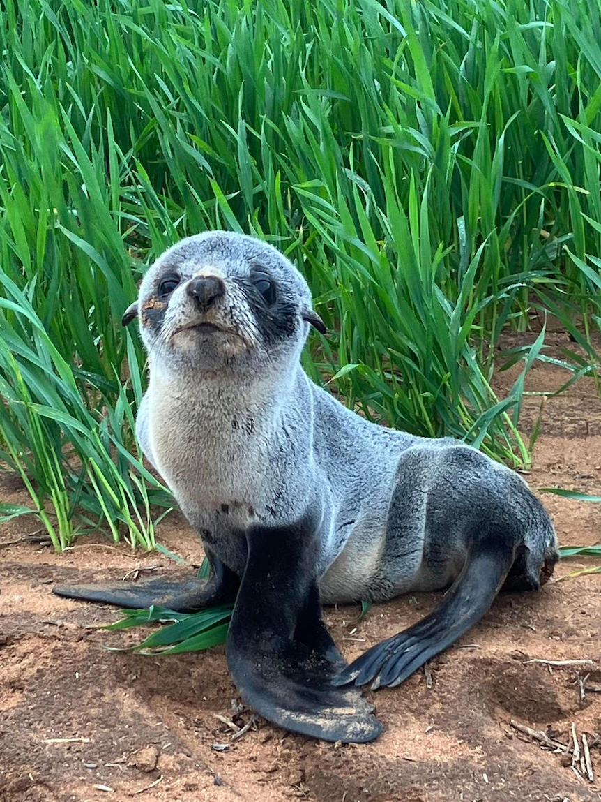 Wheat farmer anxious to obtain itsy-bitsy one seal in his cut, 3km from nearest coastline