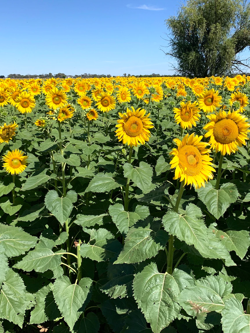 These sunflowers rising in north Queensland are giving a ray of hope to beekeepers in war-torn Ukraine