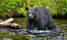 Four bears killed at Alaska park reserved for homeless of us