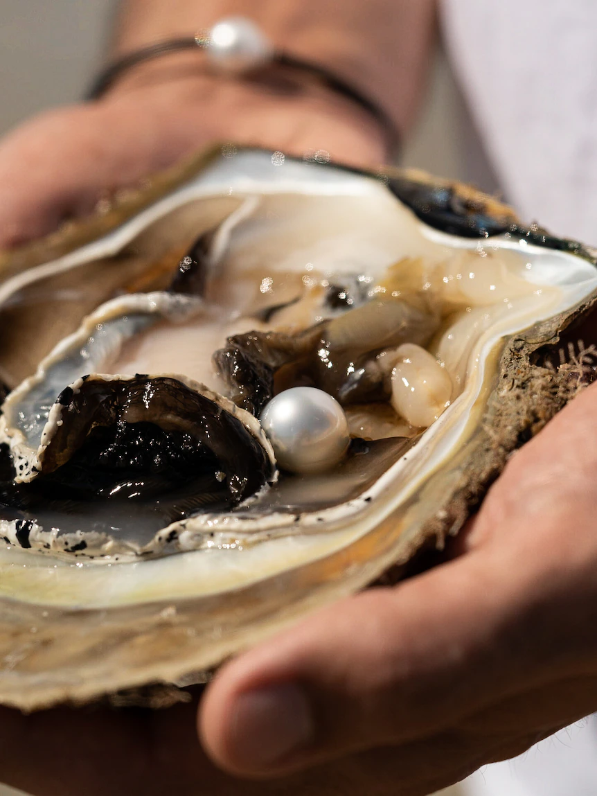 Kimberley pearl farm oysters true the tonic for tasty gin