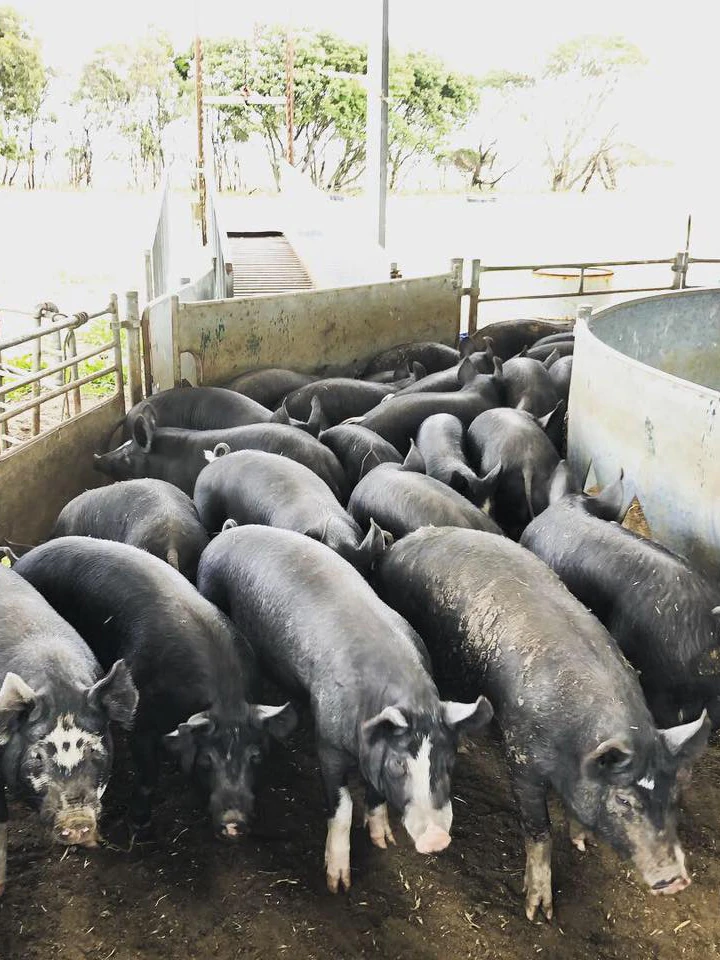 Farmers fearing foot-and-mouth outbreak in level of fact feel esteem ‘sitting ducks’