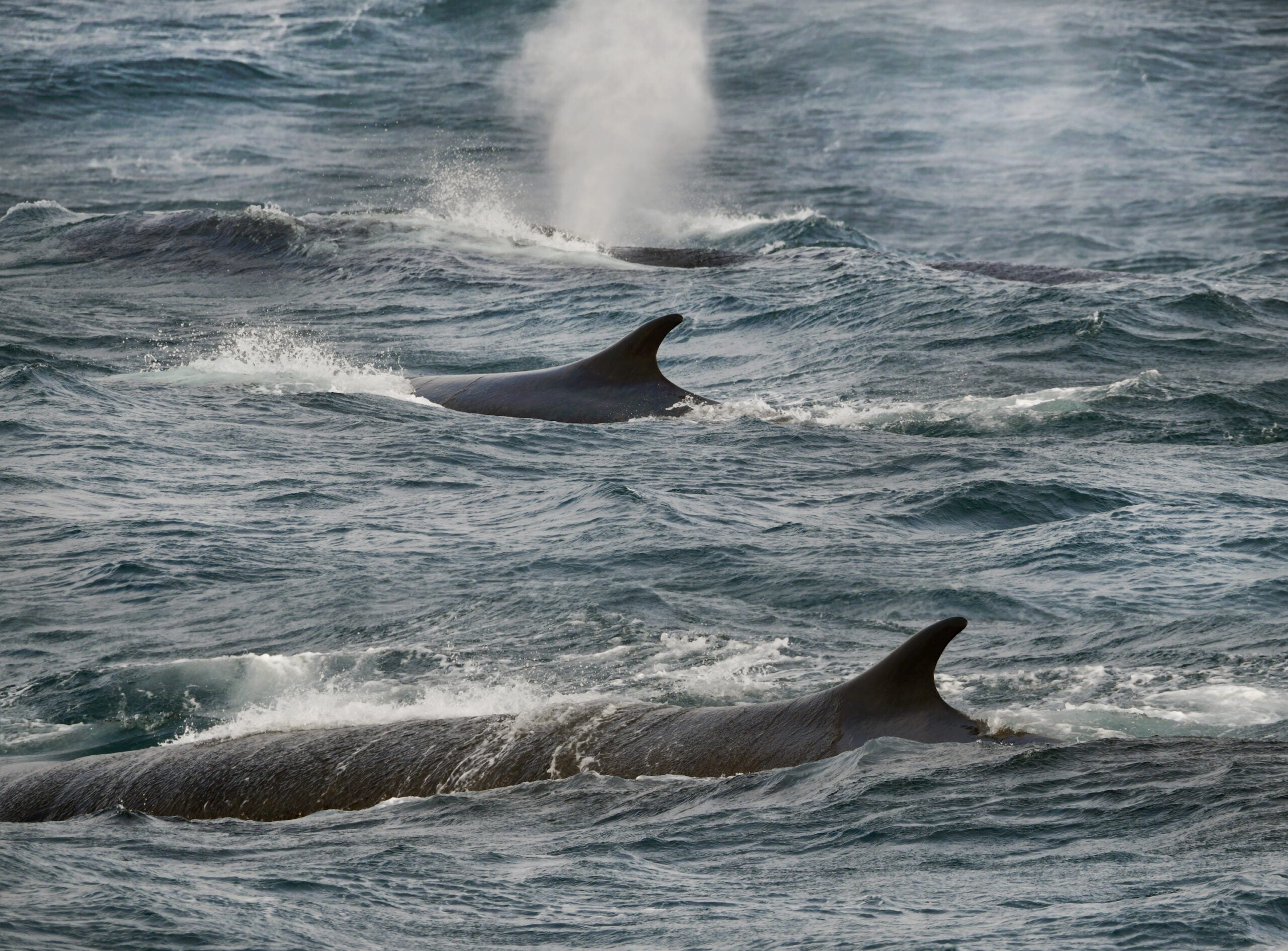 An Antarctic feeding frenzy formulation appropriate recordsdata for prone fin whales