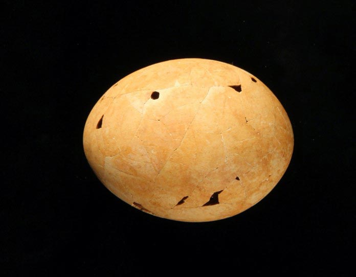 Controversial Prehistoric Egg Acknowledged To Be the Closing of the “Demon Ducks of Doom”