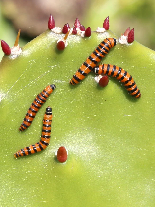 How prickly pear, one in every of the ‘most bright biological invasions of as much as date times’, became as soon as defeated