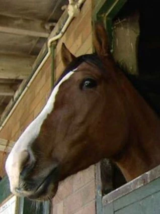 Horse euthanased after Queensland data first case of Hendra virus in 5 years