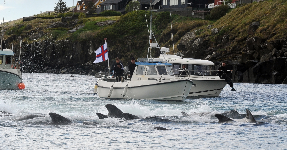 Faroe Islands to limit controversial dolphin hunt quota to 500