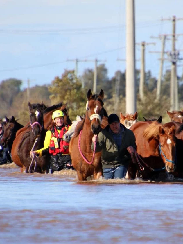 When 28 horses had been came all the draw through submerged in freezing floodwater, a 24-hour rescue mission began