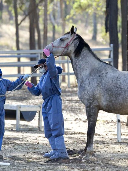 Vets hotfoot horse vaccinations to provide protection to folk from lethal Hendra