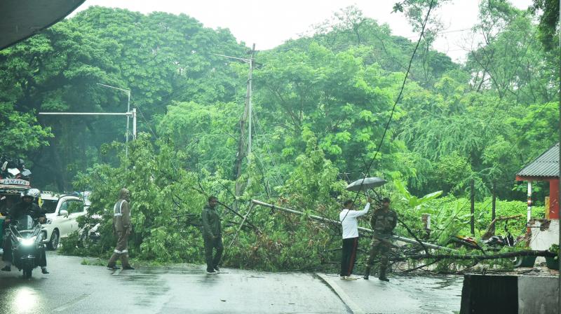 No respite from rains, girl dies as tree falls