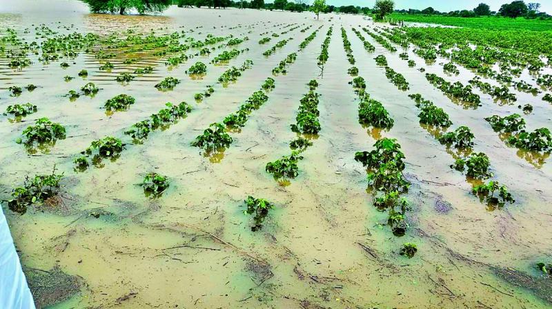 Heavy rains wash away farmers’ hopes for a lawful kharif