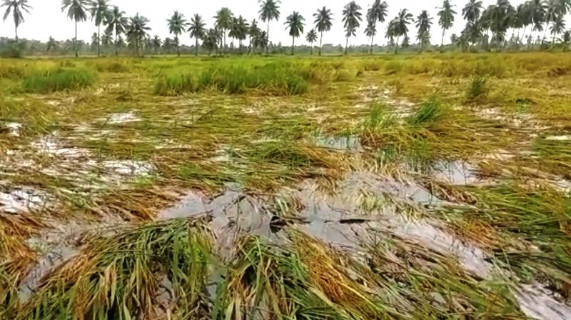 Agricultural crops: Rains inundate 3,101 acres in four districts of AP