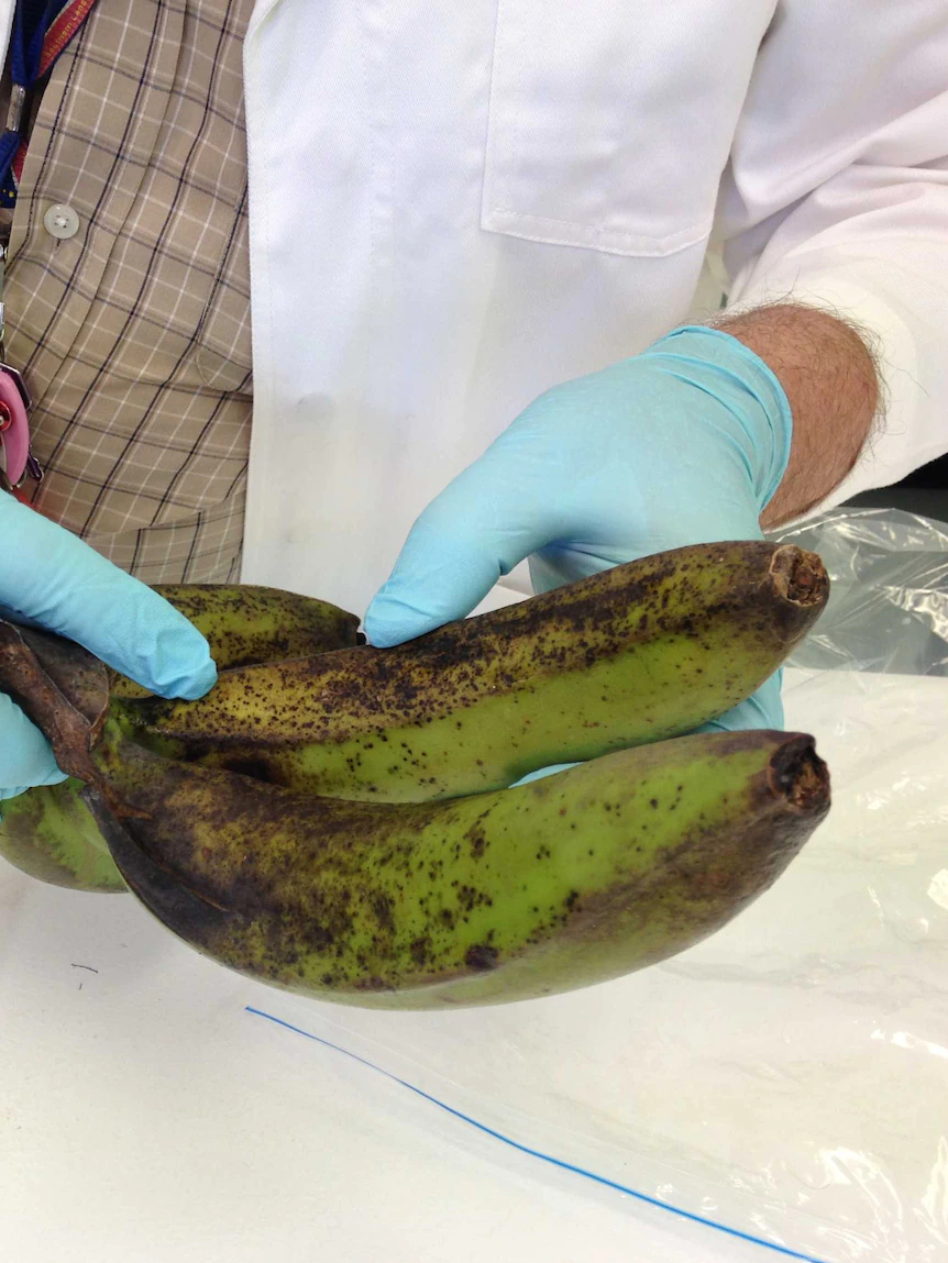 NT’s banana freckle outbreak grows, affecting 17 properties