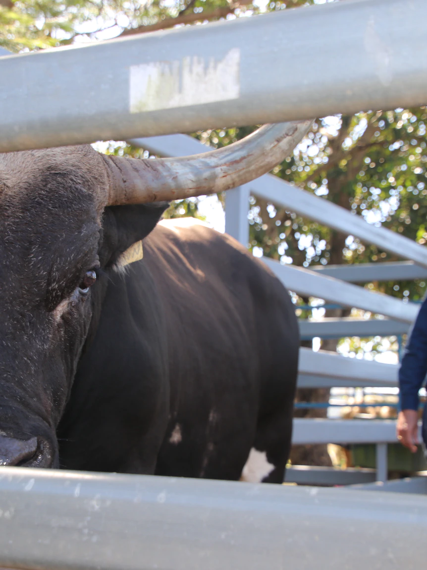 Pandemonium the bull has a fearsome reputation, but his owners dispute he’s a gentle giant