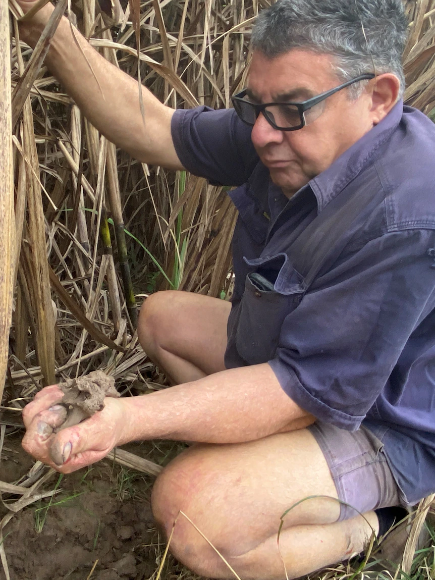 Unseasonal rain causes delays to Queensland’s bumper sugarcane crush