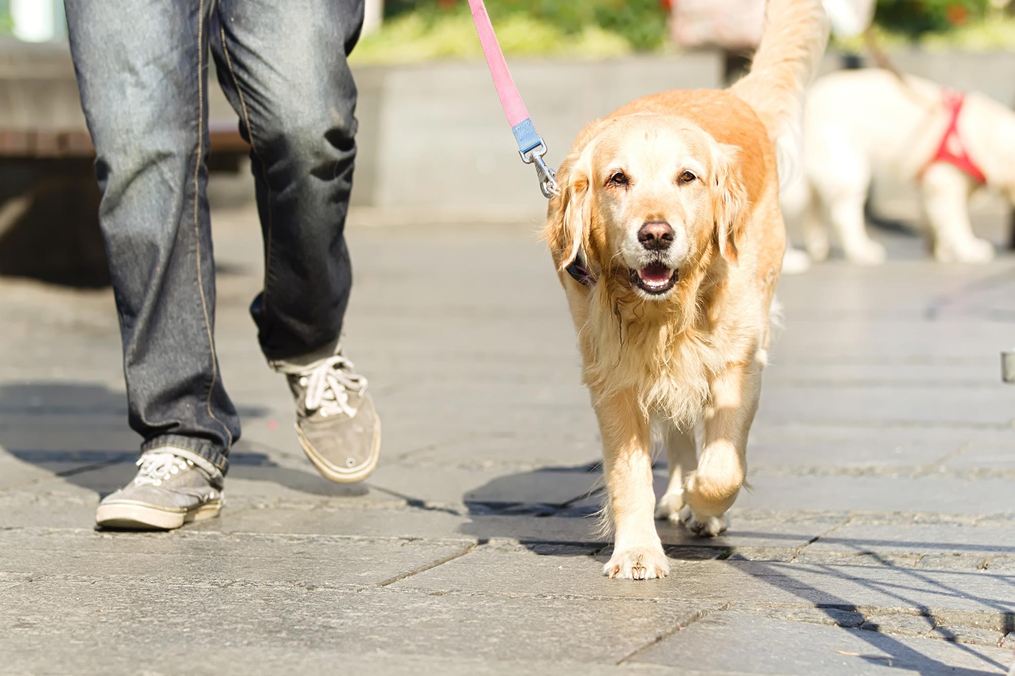 Ogle Finds Neighborhoods With More Canines Have Much less Crime