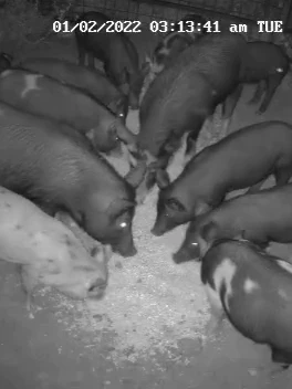 The feral pig population has exploded. This excessive-tech trap could per chance aid