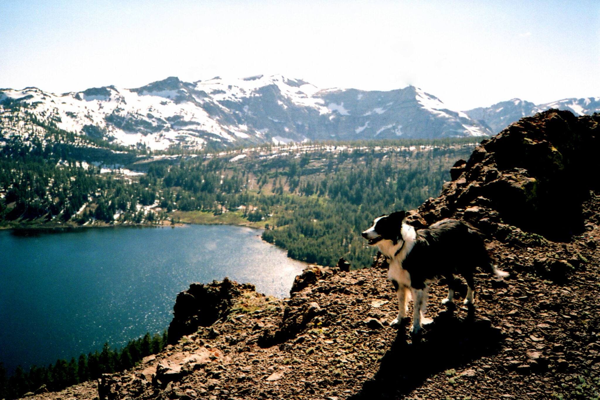 Canines leads rescue crew to injured owner camping in Tahoe National Forest