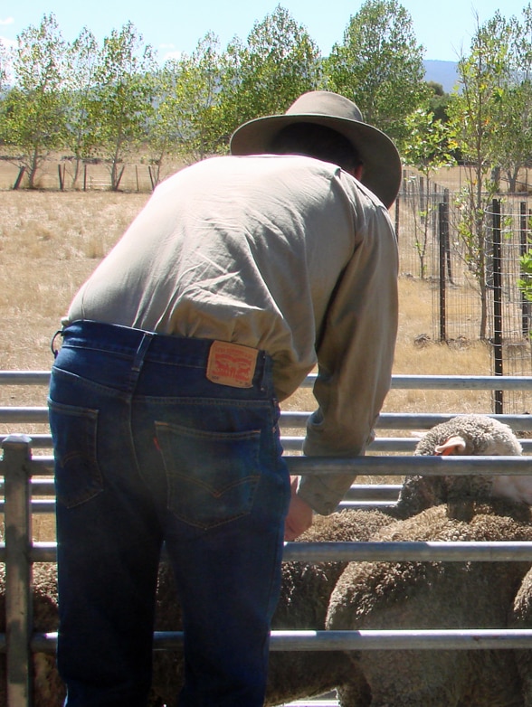 Why is now not Australia vaccinating in opposition to foot-and-mouth illness to guard our farm animals?